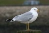 Ring-billed Gull at Westcliff Seafront (Steve Arlow) (31102 bytes)